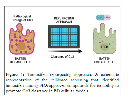 Tamoxifen-cell