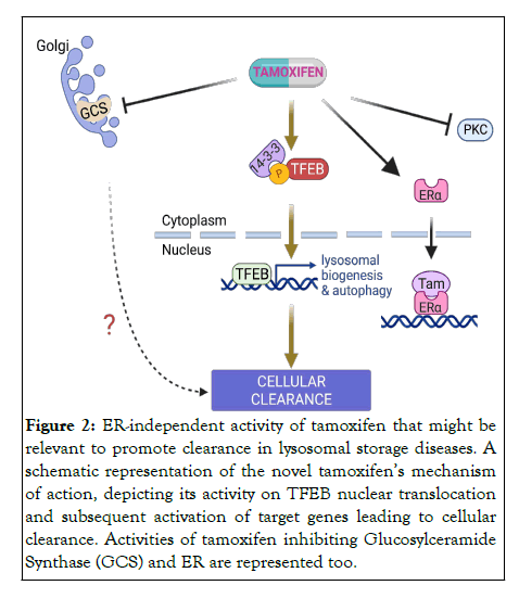 Tamoxifen-lysosomal