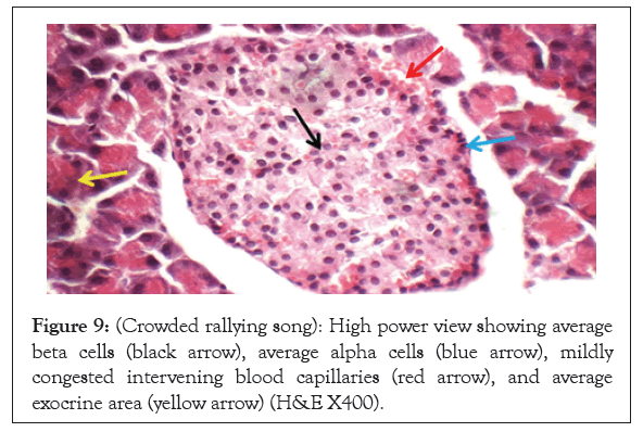 anatomy-physiology-capillaries