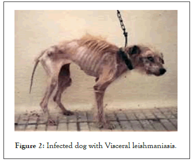 ancient-diseases-dog