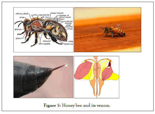 ancient-diseases-venom
