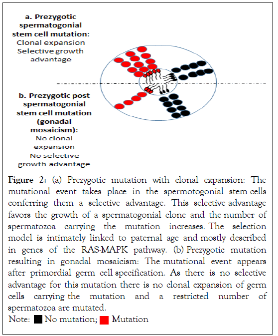 andrology-clonal