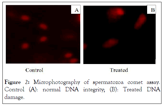 andrology-spermatozoa