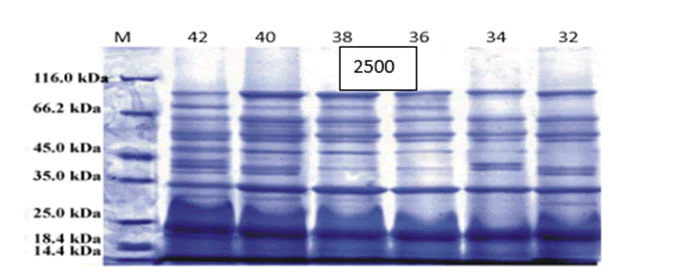 cloning-transgenesis-protein