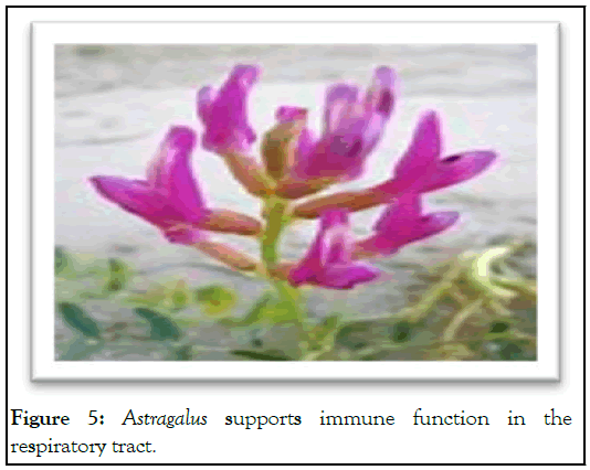 Astragalus