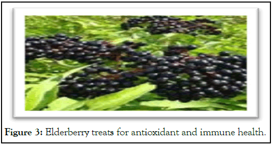 Elderberry