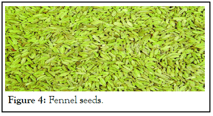 Fennel