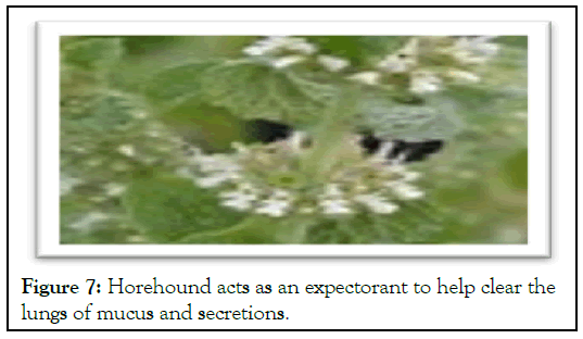 Horehound