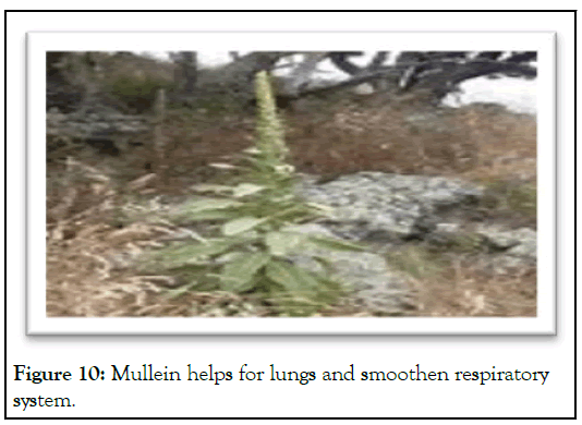 Mullein