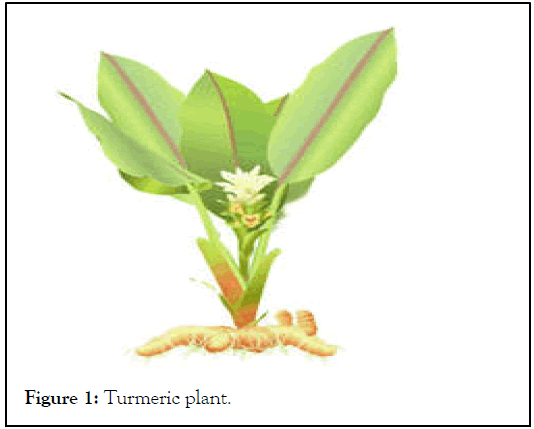 Turmeric