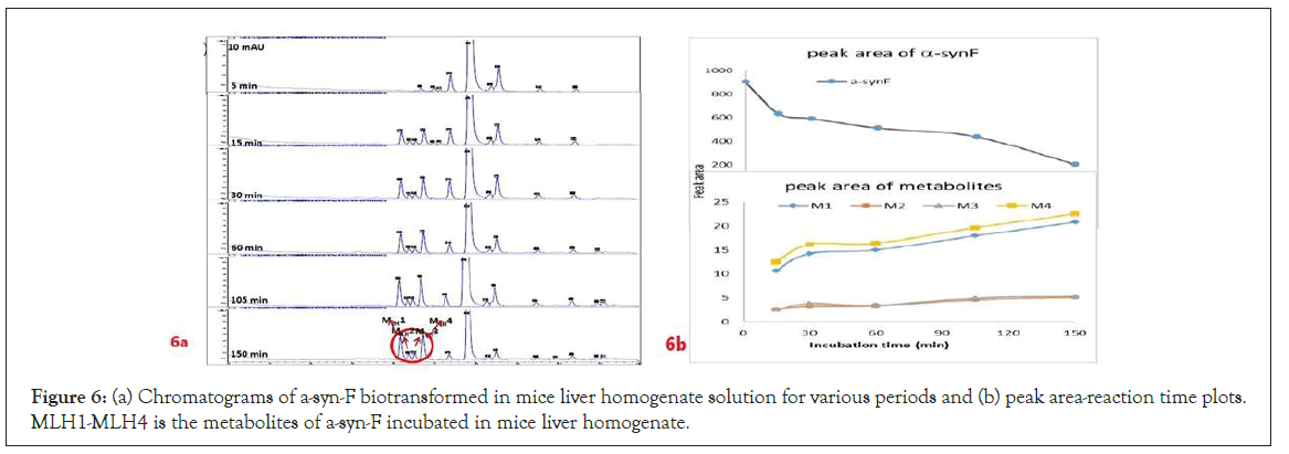 drug-metabolism-various