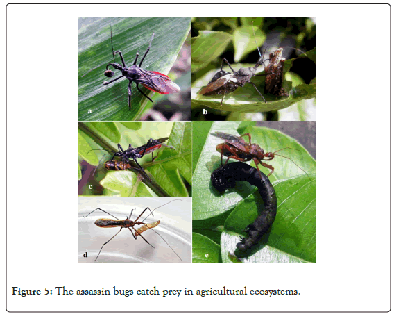 entomology-ornithology-agricultural