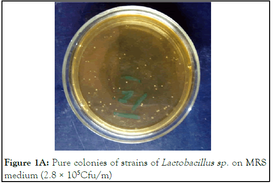 enzyme-colonies