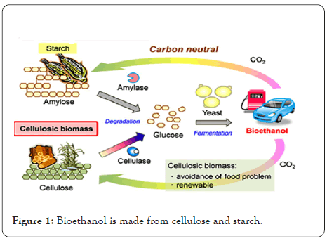 enzyme-engineering-cellulose