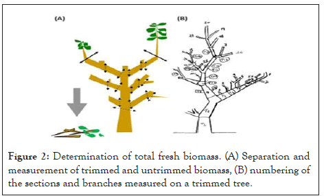 forest-biomass