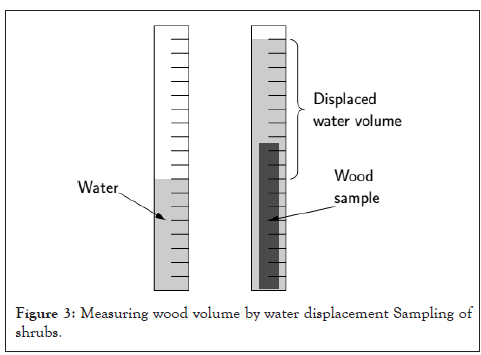 forest-wood