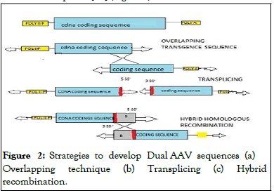 genetic-aav