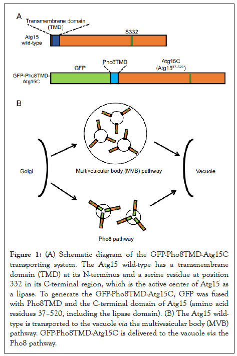 genomics-atg15