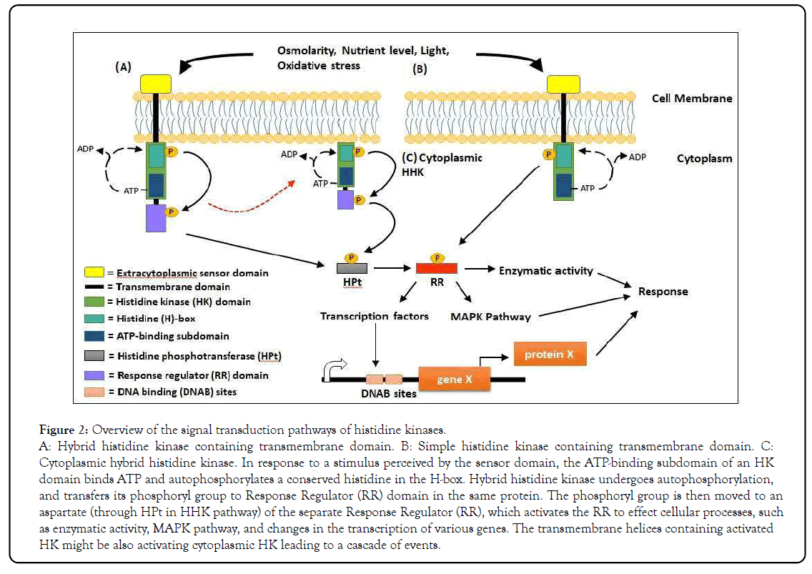 genomics-transduction