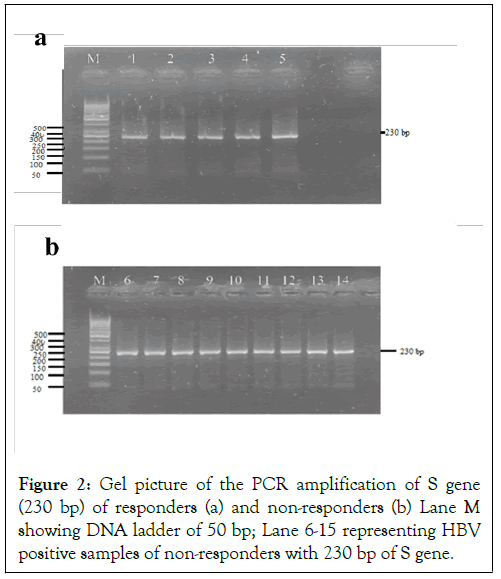 hepatology-amplification