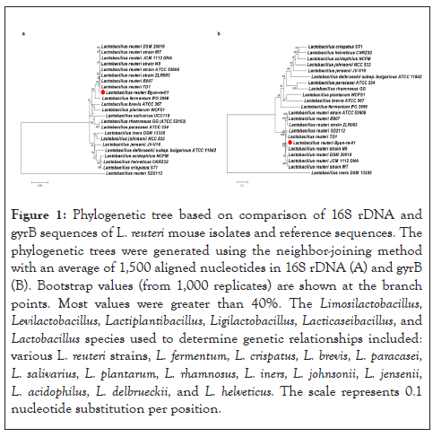 infectious-phylogenetic