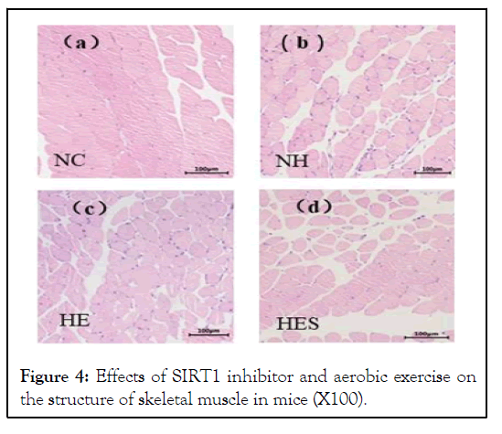 internal-medicines-skeletal