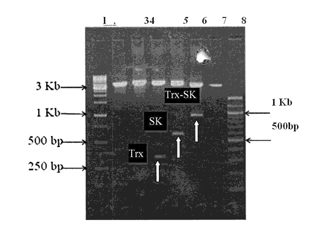 journal-research-agarose