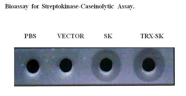 journal-research-caseinolytic