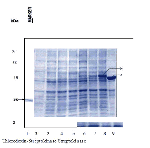 journal-research-expression