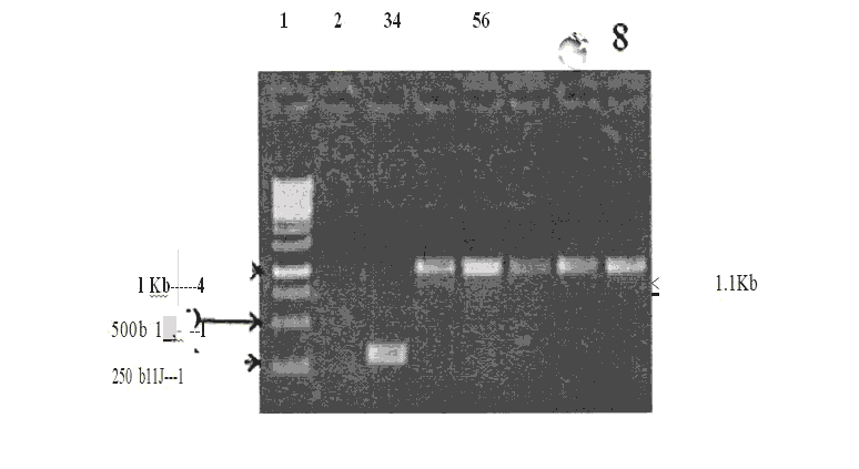 journal-research-screening