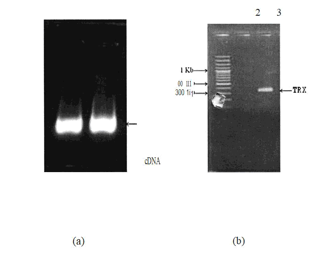 journal-research-thioredoxin