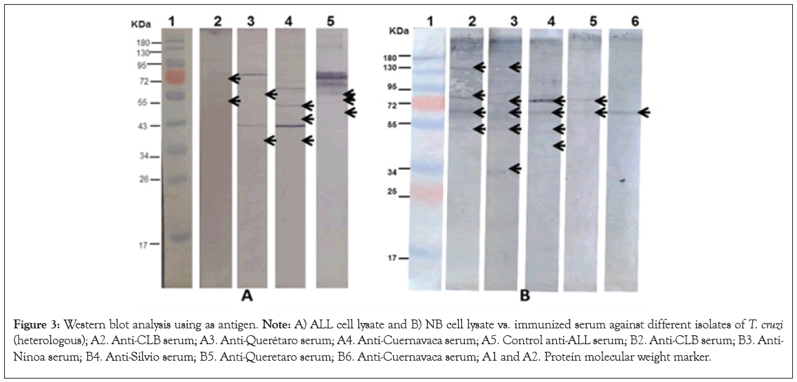 leukemia-antigen