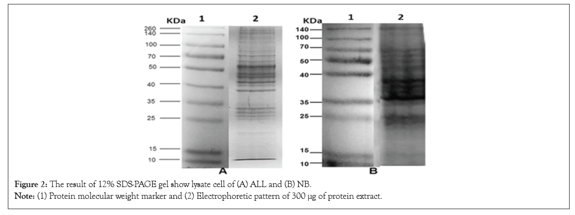 leukemia-lysate