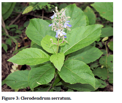 medical-dental-Clerodendrum-serratum