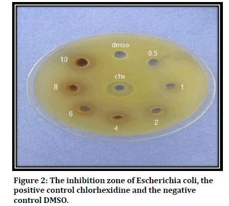 medical-dental-Escherichia