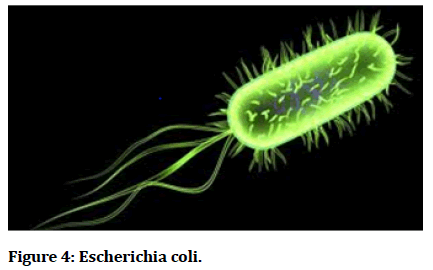 medical-dental-Escherichia-coli