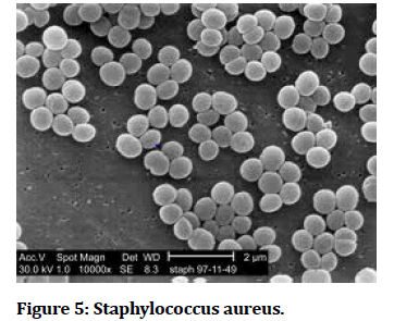 medical-dental-Staphylococcus-aureus