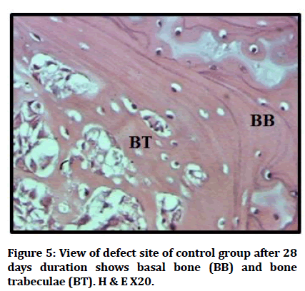 medical-dental-bone