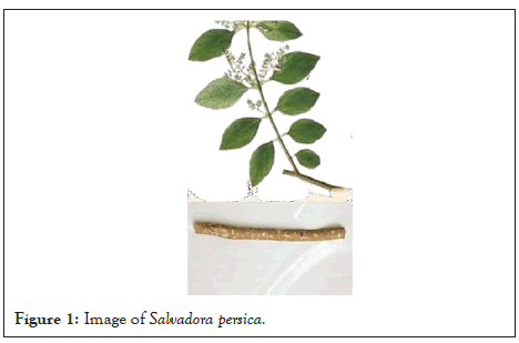 plant-biochemistry-persica