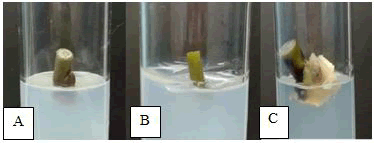 plant-biochemistry-physiology