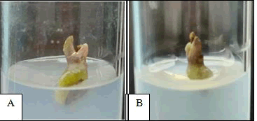 plant-biochemistry-physiology