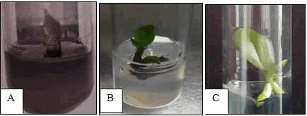 plant-biochemistry-physiology