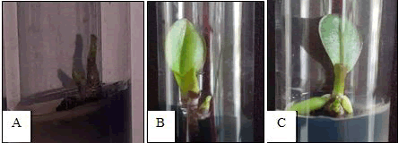 plant-biochemistry-physiology