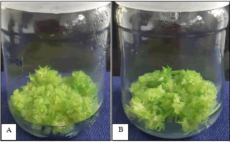 plant-biochemistry-physiology