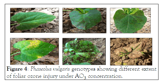 pollutione-effects-genotype