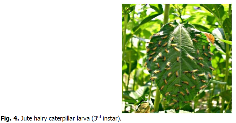 ukrainian-journal-ecology-caterpillar-larva