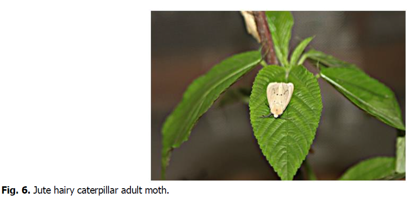 ukrainian-journal-ecology-caterpillar-moth