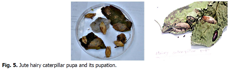 ukrainian-journal-ecology-caterpillar-pupa