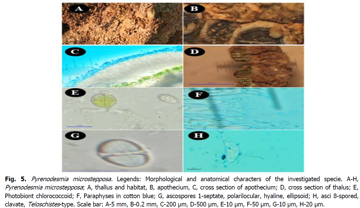 ukrainian-journal-ecology-chlorococcoid