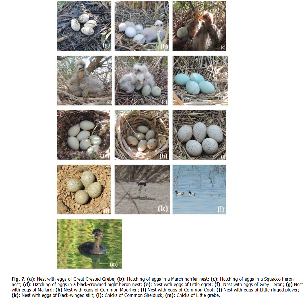 ukrainian-journal-ecology-crested-grebe